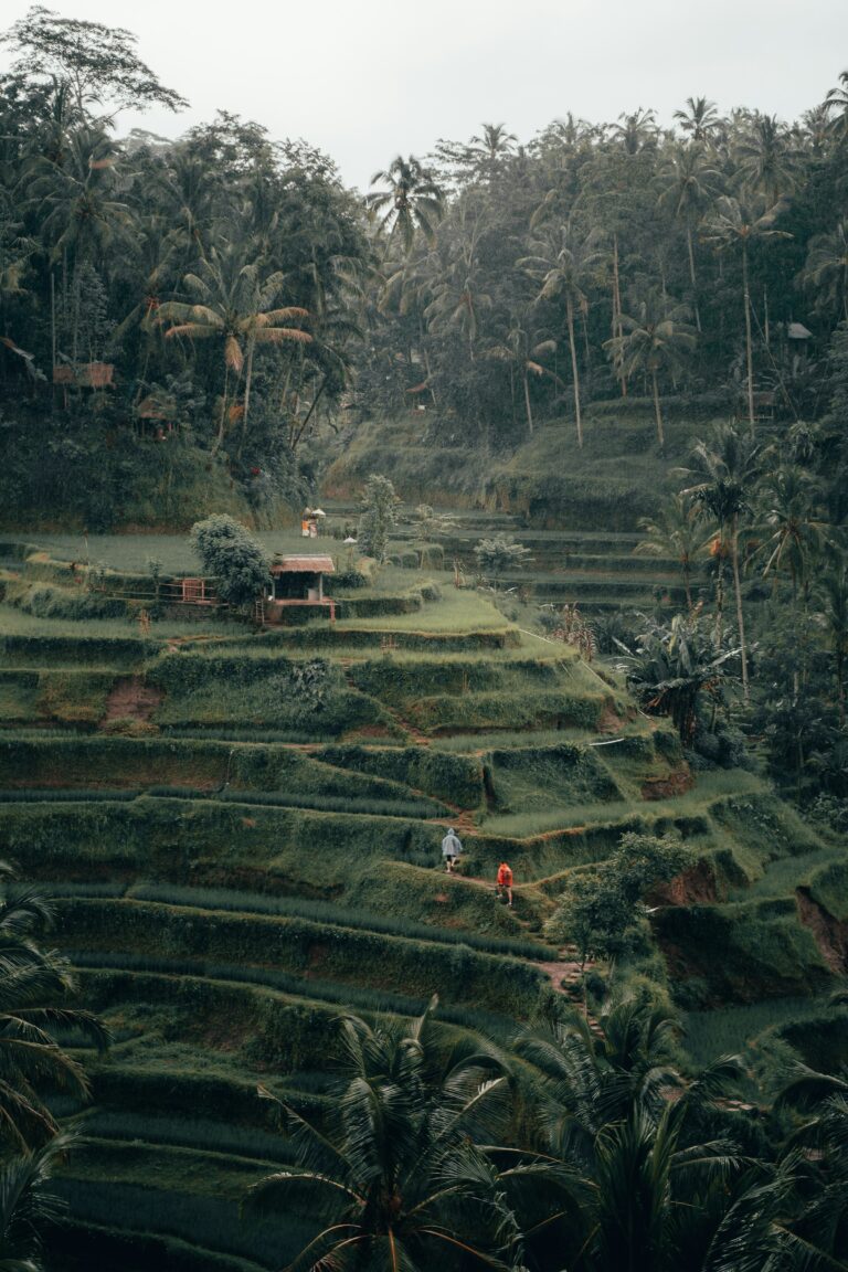 The layered green rice terraces of Tegalalang near Ubud, Bali