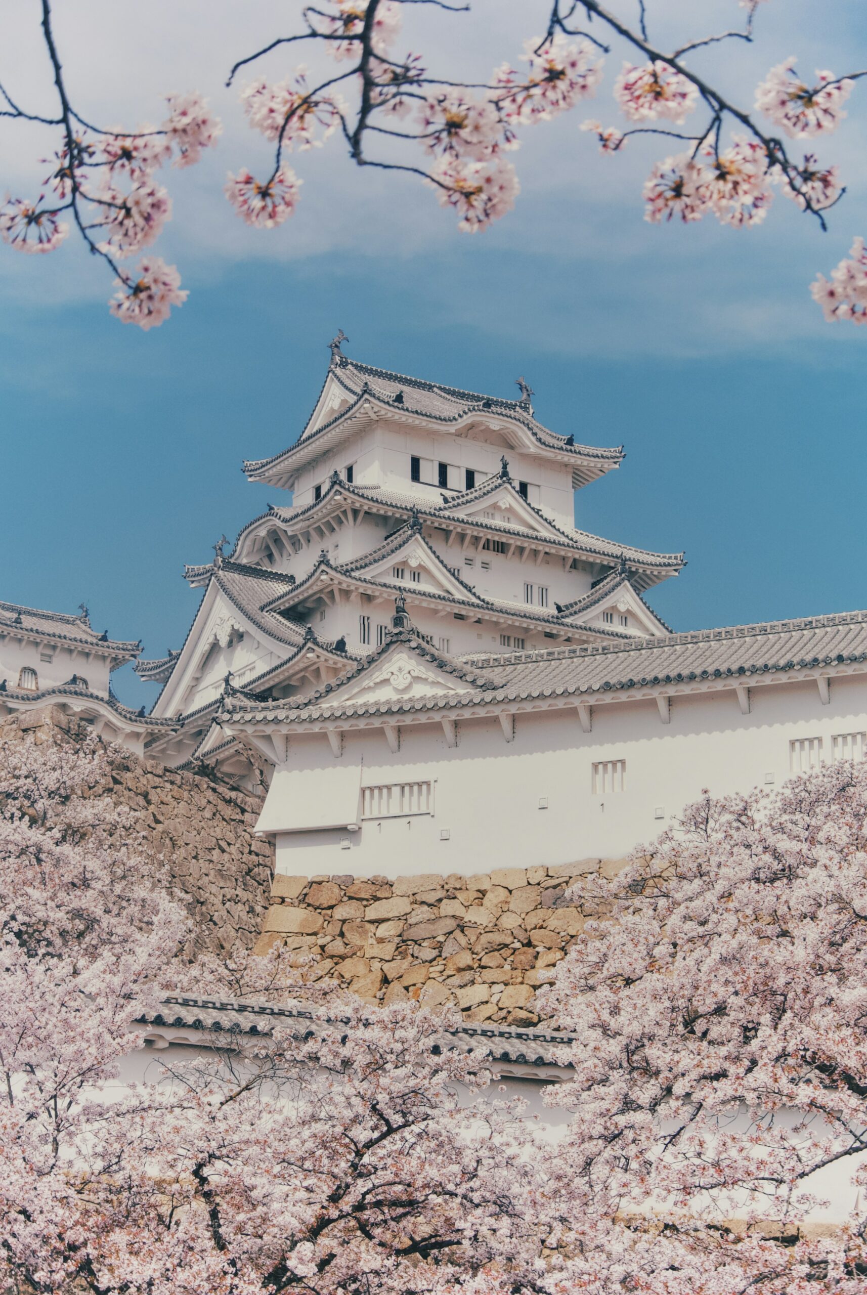 Pink cherry blossoms in full bloom in front of Himeji Castle during Japan's spring sakura season