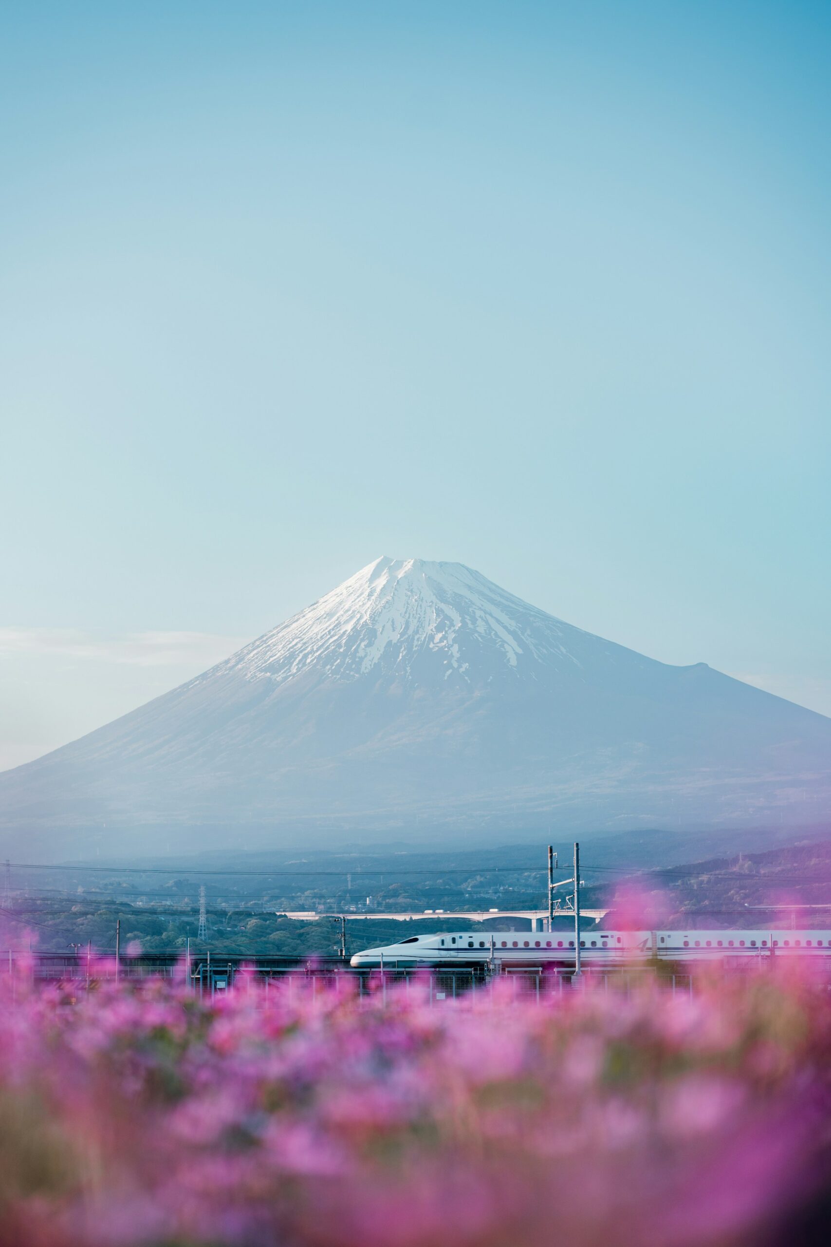 Japan's Shinkansen bullet train speeding past Mount Fuji through spring blossoms