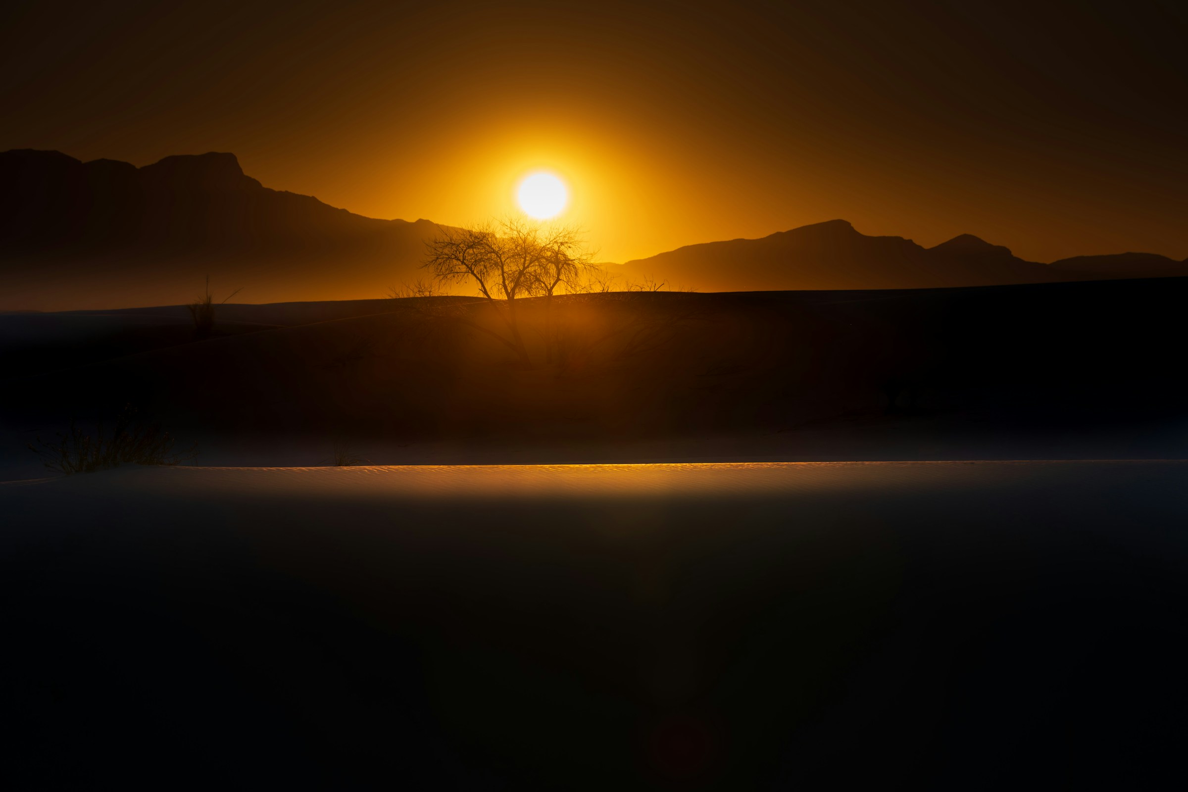 A solitary tree silhouetted against sand dunes at golden hour, White Sands National Park